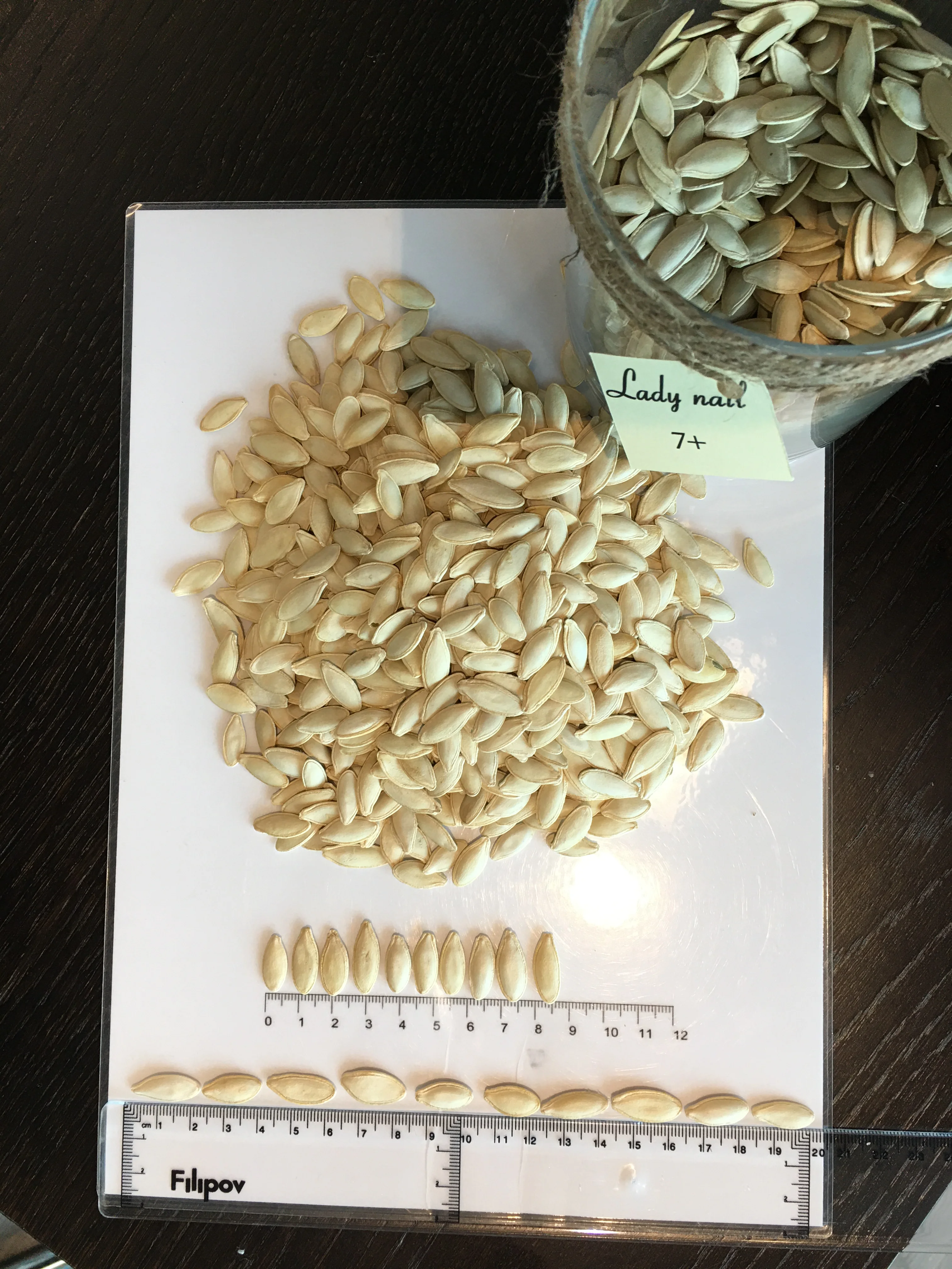 LADY NAIL 7+ Pumpkin seeds Inshell Food & Bavereges Nuts & Kernels Wholesale Packaging BREVIS Raw BRS IFS