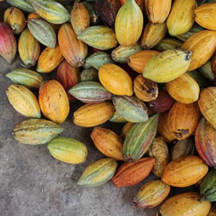 Distinct Cocoa Flavor Wholesale Food & Beverage Azzan Cacao Powder 100% Cacao 500G Origin From DakLak Vietnam