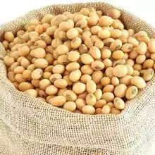 High Quality Non GMO Yellow Soybeans - Soybeans /Soya Bean (8.0mm) with High Quality Non Gmo High Quality Non GMO Yellow Soybean