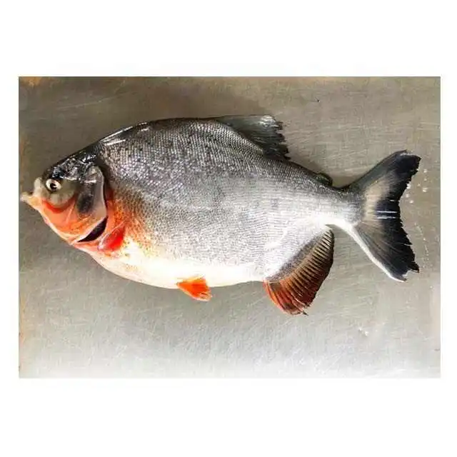 Top quality frozen silver pomfret, white pomfret individual quick frozen from France