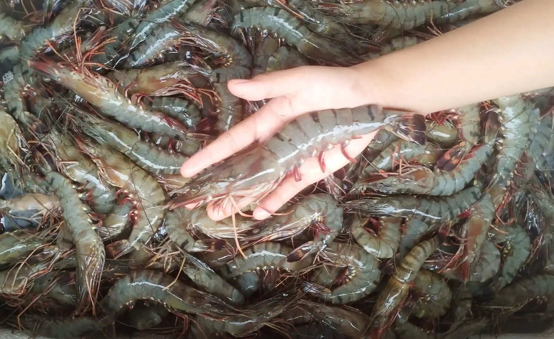Frozen Lobster / Frozen Lobster Tail / Fresh Live high quality seafood frozen  shrimp from bangladeshi supplier