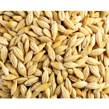 Bulk Supply of Top Quality Barley Grain for Food Industry Wholesale/ Hot Sale