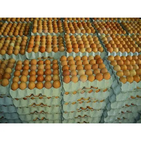 fesh eggs8.jpg