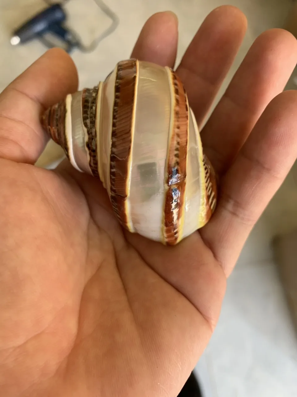 NEW DESIGN 2024 SNAIL SHELL- Factory High Quality Natural Seashell Trumpet Shells Snail Conch Shell for Decorate Art and DIY