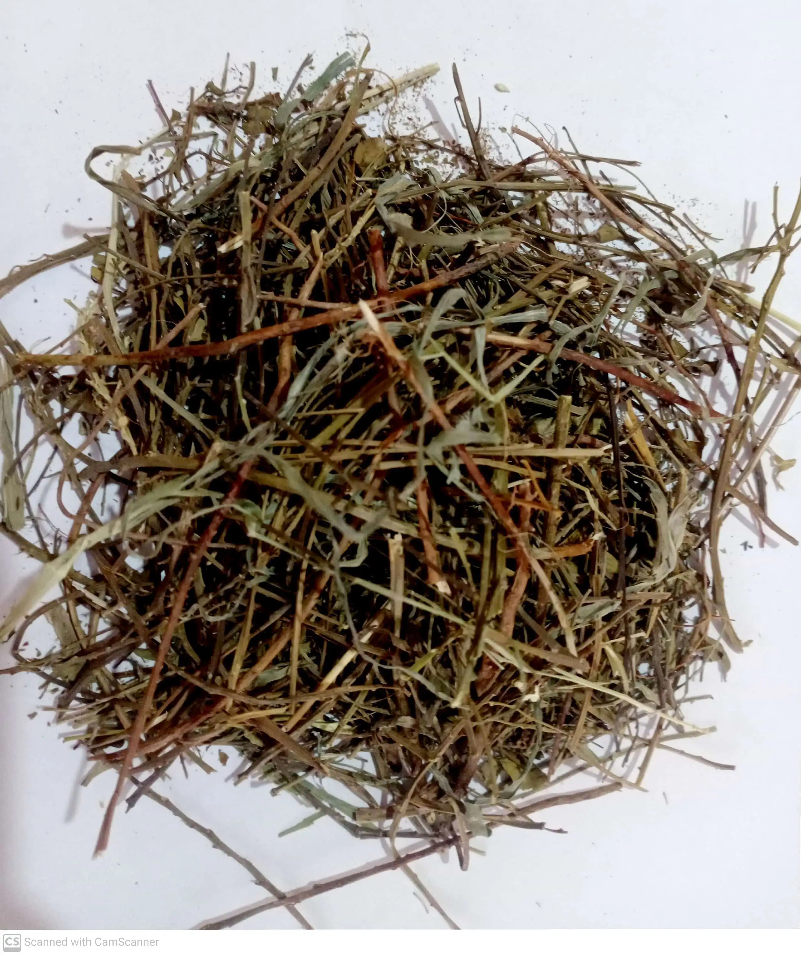 Bhui Amla - Phyllanthus amarus