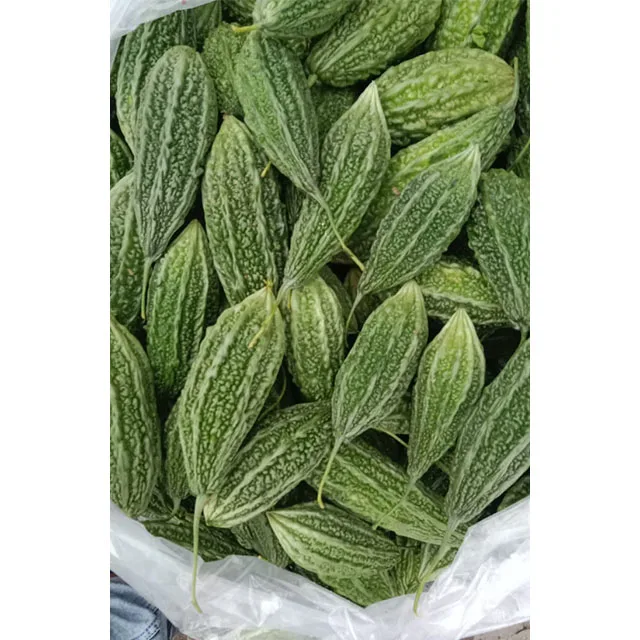 Bulk Supply Fresh and Natural Bitter Gourd at Best Price For Sales Professional Manufacturer in India