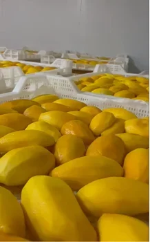 HIGH QUALITY ORGANIC FROZEN MANGO 100% INGREDIENTS MODEL VTPEX-MANGO01 GOOD PRICE READY FOR DELIVERY FROM VIETNAM