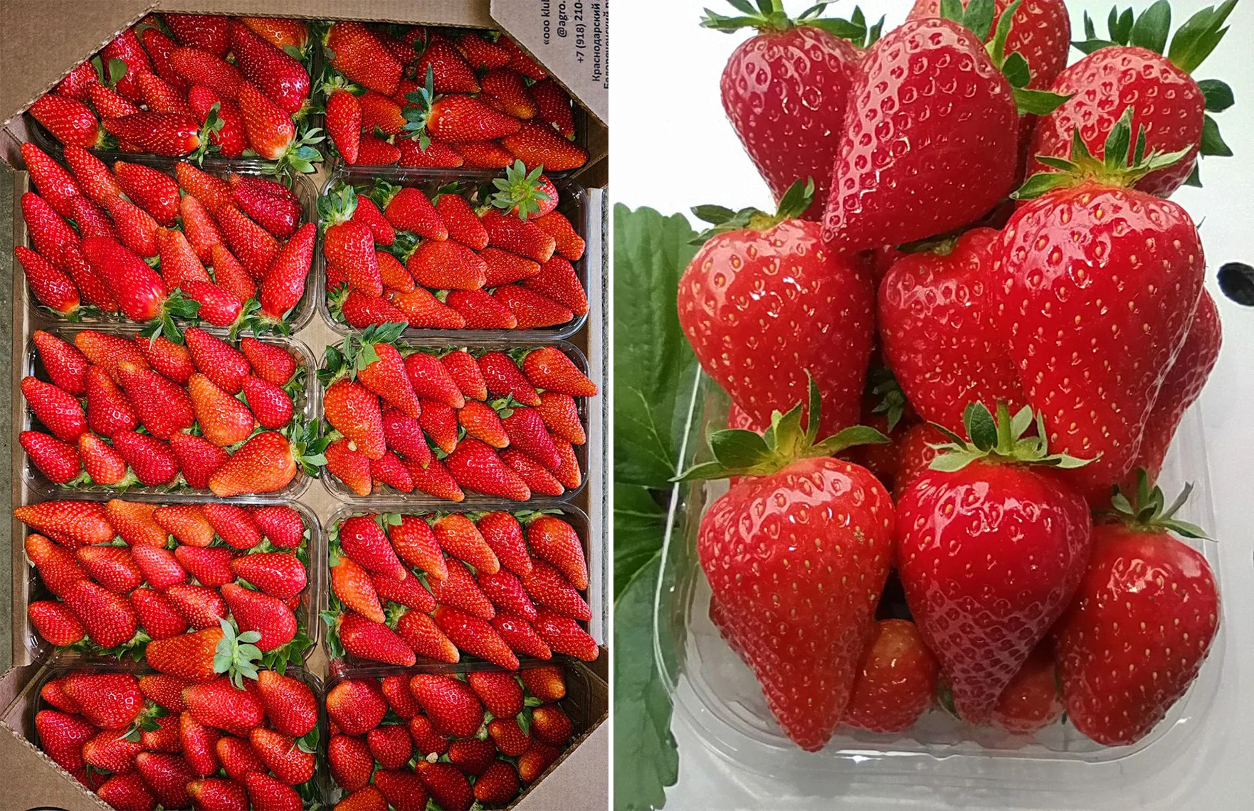 Deliciuos fresh strawberries natural product reliable supplier fresh strawberry for sale