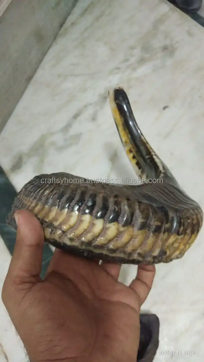 Ram Horn Shofar Natural Horn Shofar For Blowing Top Quality Kosher Shofar Kudu Polished Ram Horn at Low Price
