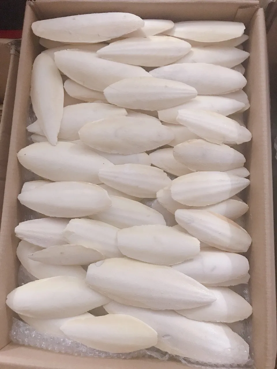 Sun Dried cuttle fish bone sun dry cuttlebone for sale squid bones Processed Unprocessed cuttlefish bone