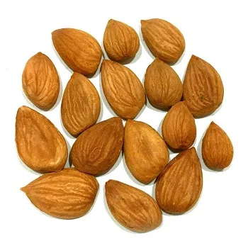 Organic salty apricot kernel natural snack fresh harvest source of natural protein for the body