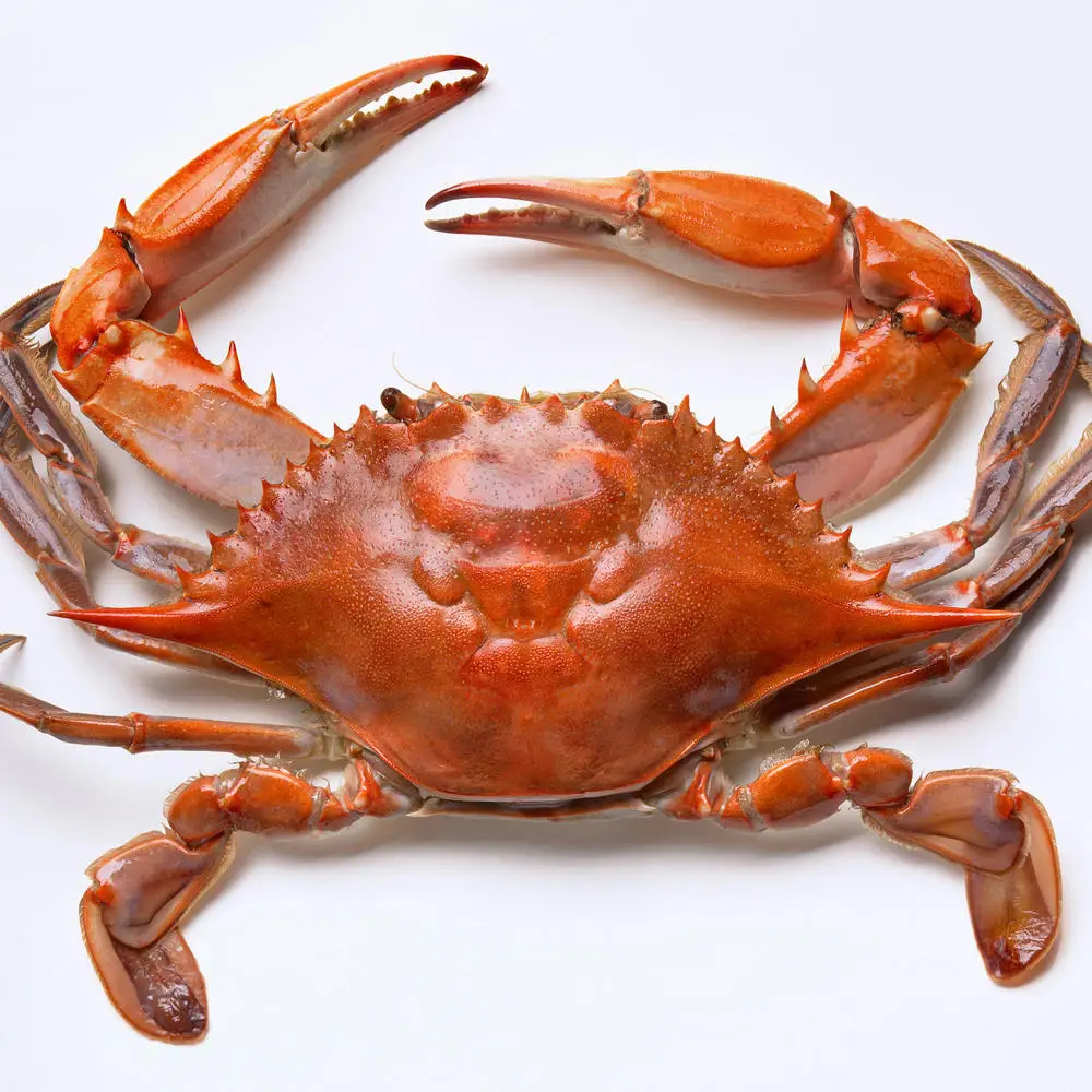 Crabs,Blue Crabs,King Crabs /Live Seafood