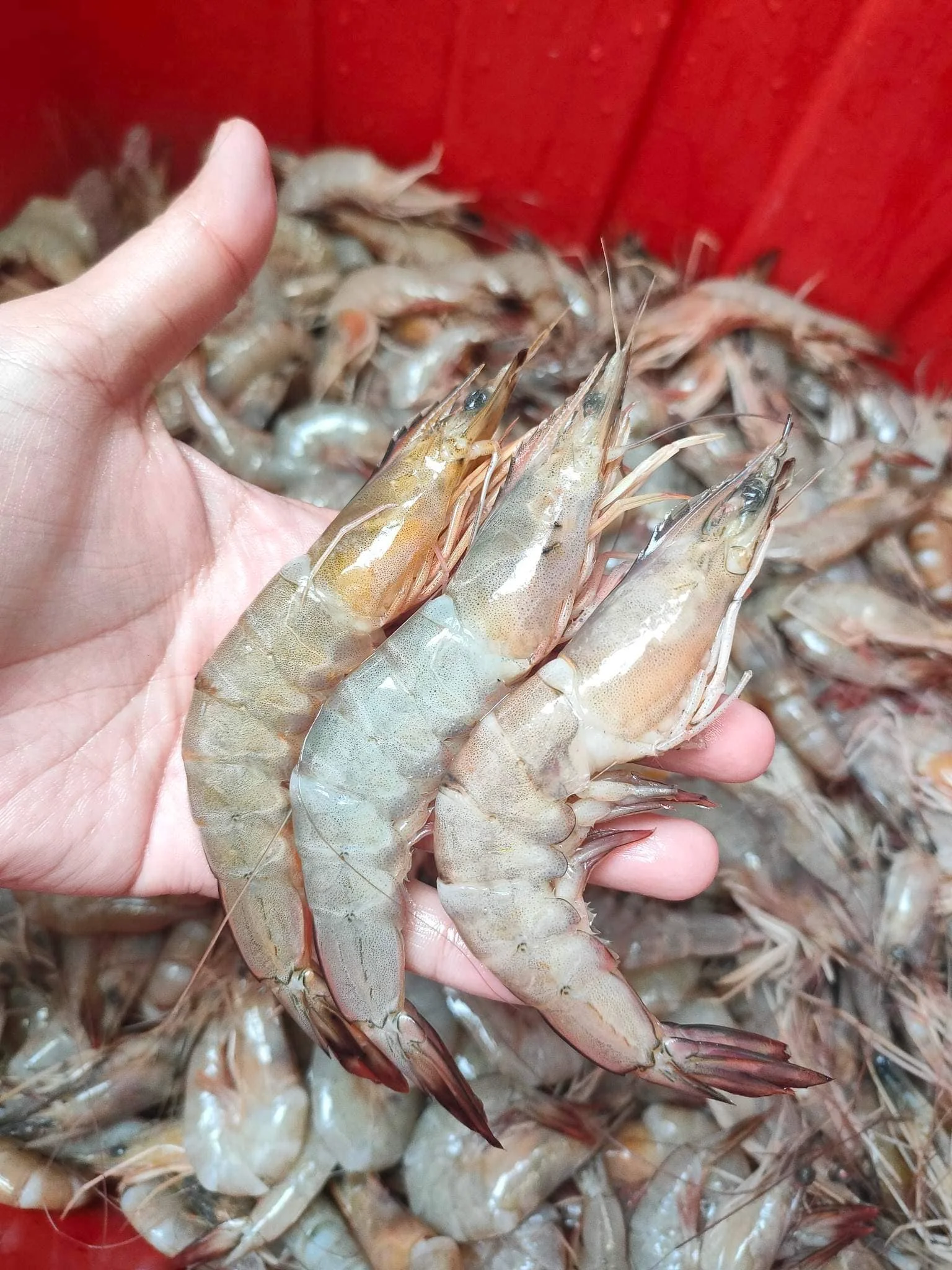 Frozen Lobster / Frozen Lobster Tail / Fresh Live high quality seafood frozen  shrimp from bangladeshi supplier