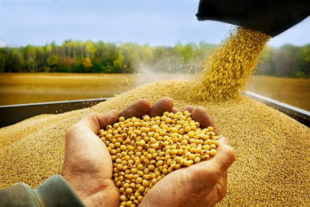 SOYBEANS SEED FROM BRAZIL
