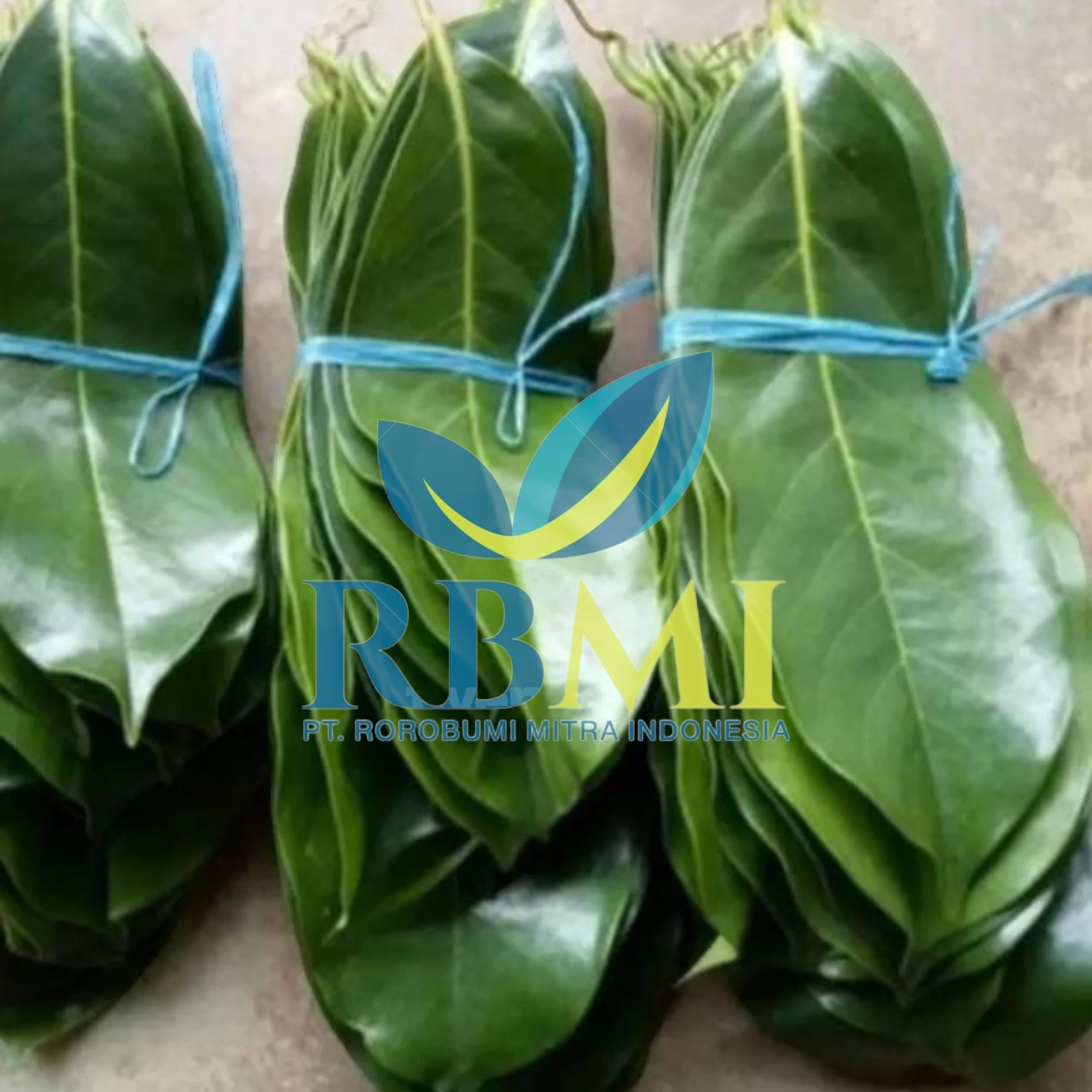 premium quality soursop leaves FROM Indonesia with COMPETITIVE PRICE