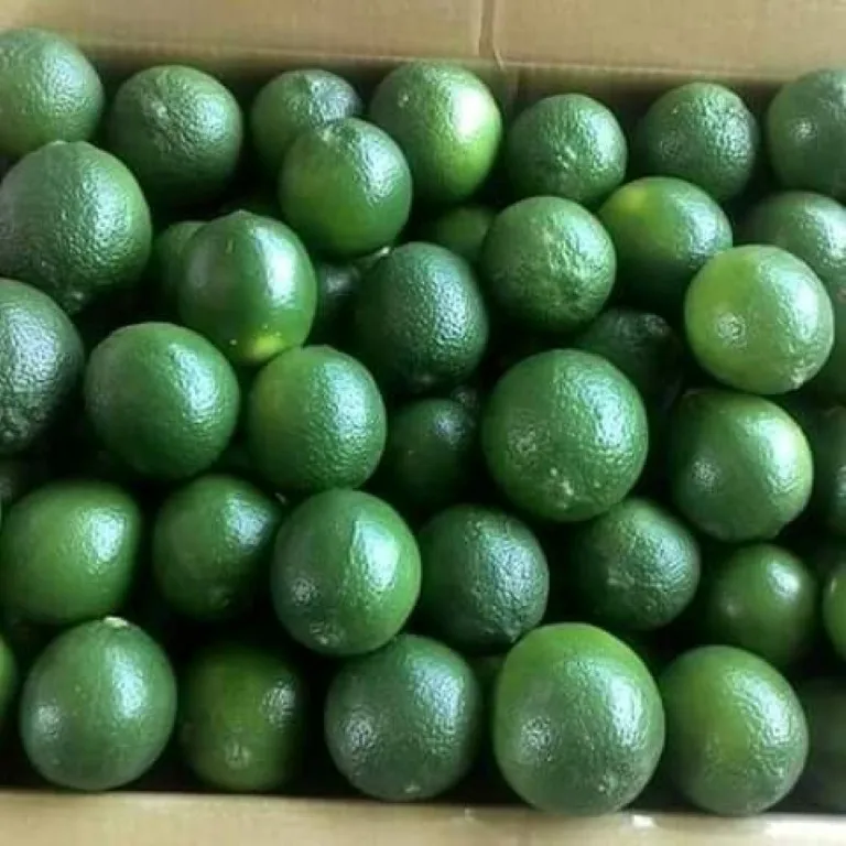 SEEDLESS LIME best price FROM VIET NAM  call +84963818434 whatsapp