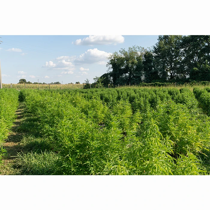 High Quality Thai Herb Hemp Fabric Unique Texture no Chemical Along Long Process Best for Clothing Shirts Pants Blouse Shoes Hat