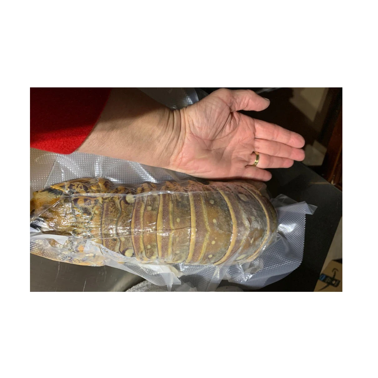 Seafood Fresh and Frozen Lobster Lobster Tails For Sale..