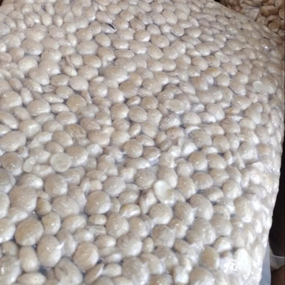 Large quantities export sacha inchi nut at competitive price