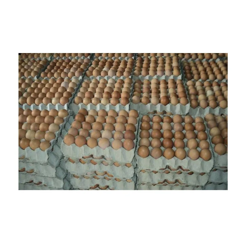 Chicken Egg Farm Fresh Chicken Table Eggs/Fresh Table Chicken Eggs supplier from Brazil