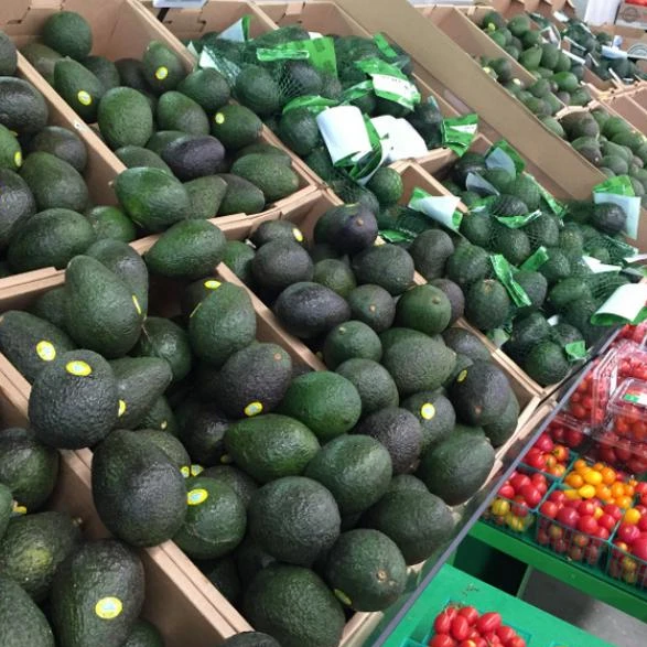 Лучшее качество оптовая продажа свежие продукты овощей покупатель авокадо свежий съедобный из фермы