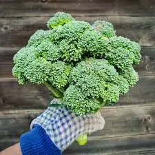 Fresh Vegetables IQF Broccoli