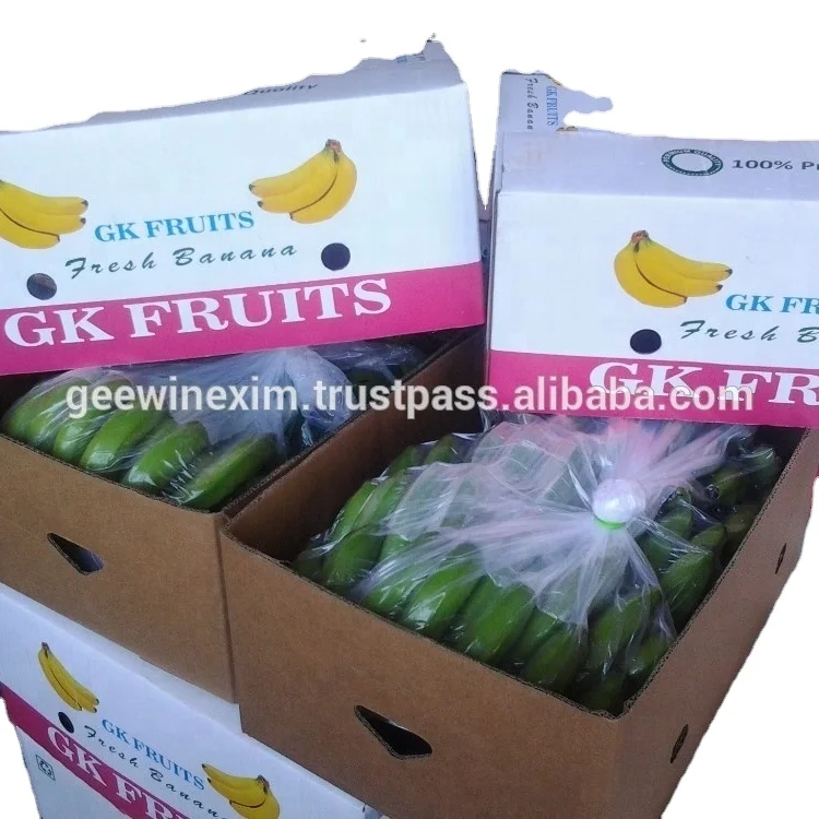 DIRECT CULTIVATON GREEN CAVENDISH BANANA