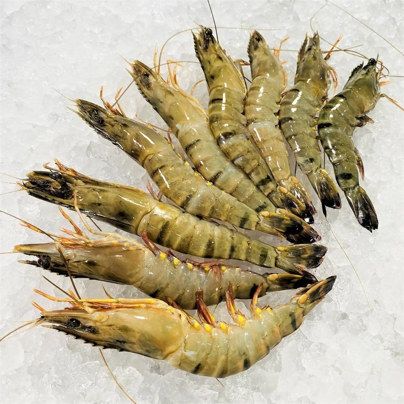 Best Quality New Product Seafood Frozen Shrimp frozen shrimp frozen prawn export for wholesale