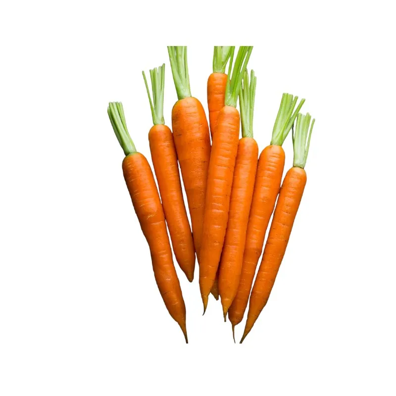 Wholesales fresh carrot various sizes to choose - Reliable Vietnamese Supplier - Long Shelf Life