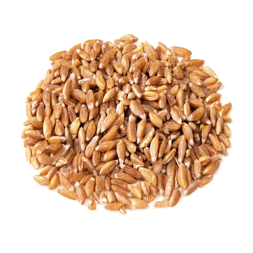 Great quality Durum Wheat grain for cooking and baking reliable supplier grains and beansfor sale wheat in bulk