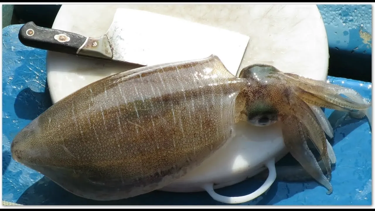 Dried Cuttlebone for Birds High Quality Cuttlefish Bone White Cuttlefish Bone Trimmed Feed Natural for Animal Body