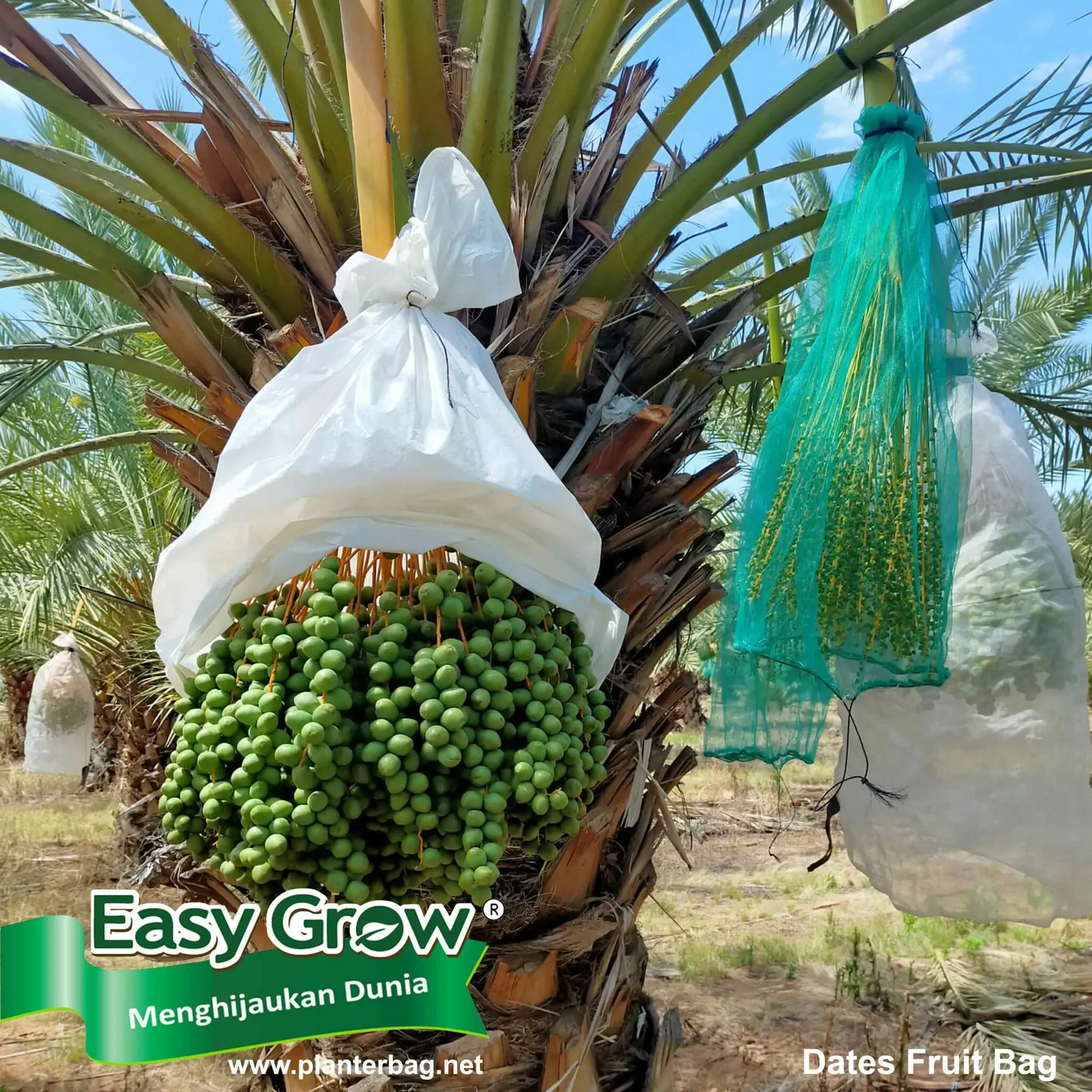Dates Fruit Bag Fruits cover Good Quality PP Non Woven fabric Anti UV additives Protect plants customized fruit cover net
