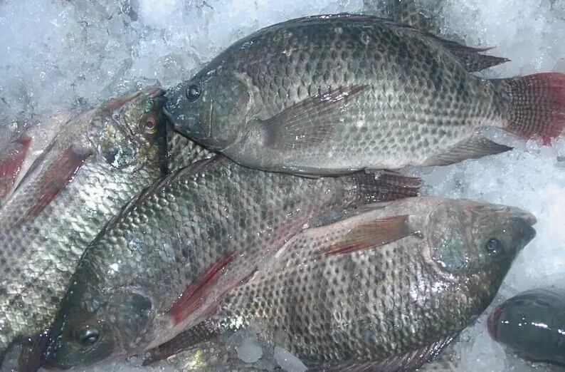 Горячая Распродажа, замороженные рыбы тилапии, индонезийские морепродукты