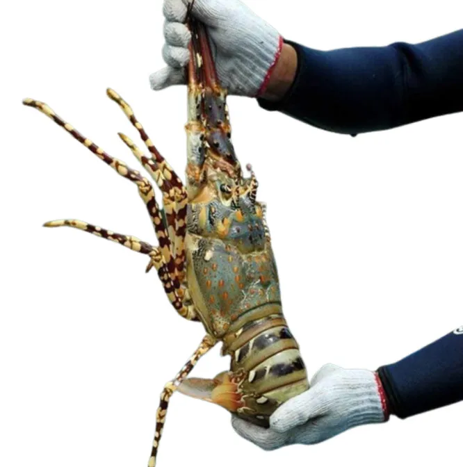 Green Lobster/Flower Lobster Best Selling of Cam Ranh