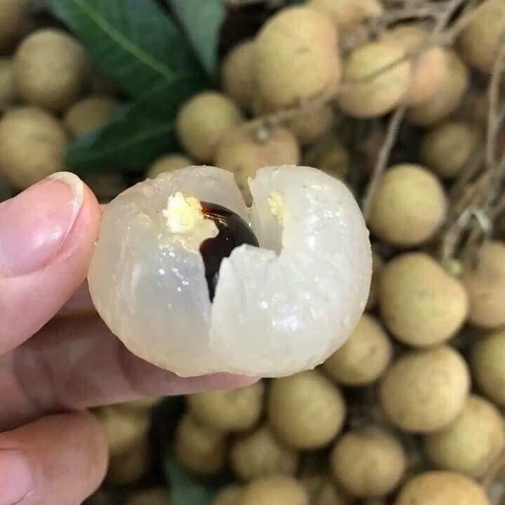 Bets Price Vlux Vietnam Agri High Quality Logan Fruit Fresh Logan Fruit Vietnam