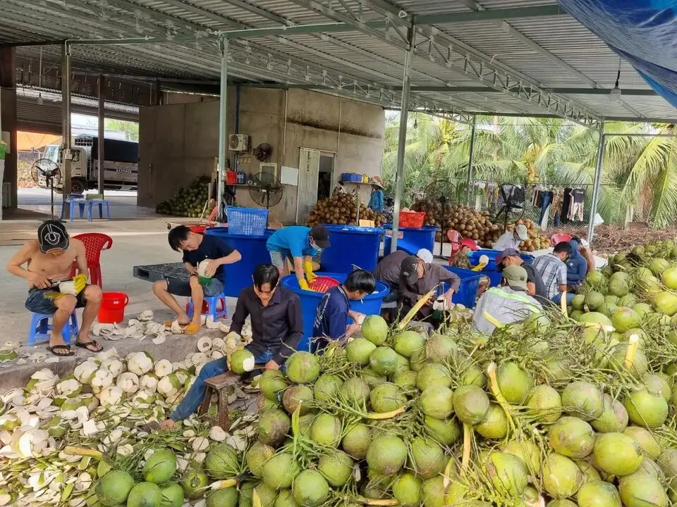 Buy Organic fresh young green coconuts wholesale 100% sweet
