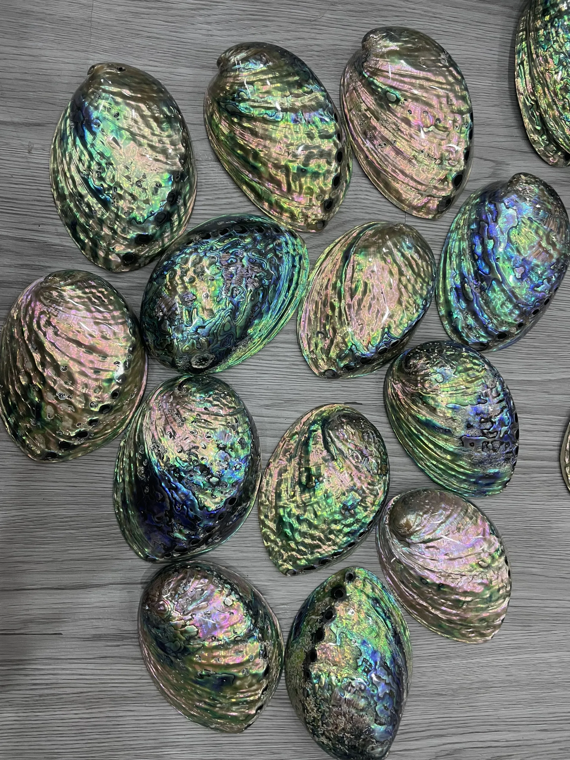 Factory Hot sale Australia Raw Abalone Shells Smudge Kit Wholesale Cleansing Home Abalone Shells