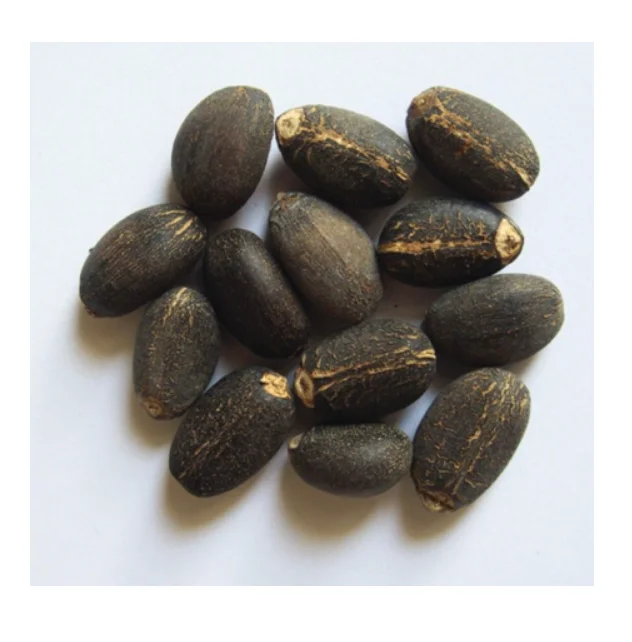 Direct Supplier of 100% Dried Natural Jatropha Seeds at Wholesale Price