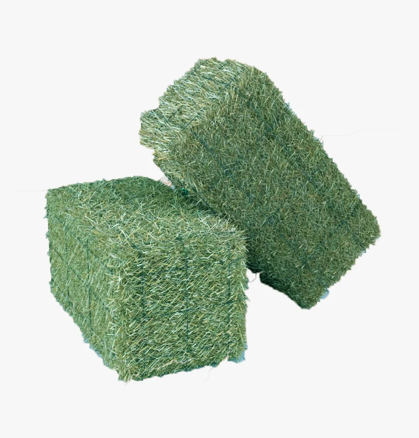 Alfafa Hay Animal Feeding Stuff Alfalfa, hay/alfalfa hay pellets Timothy Hay/ Alfafa in Bales Best Super Top Quality