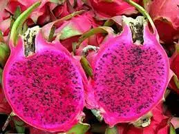 Provider of The Best Fresh Red Dragon Fruit Pink White Sweet Long Style Van Inside Organic BIG Color Small Skin Natural Origin