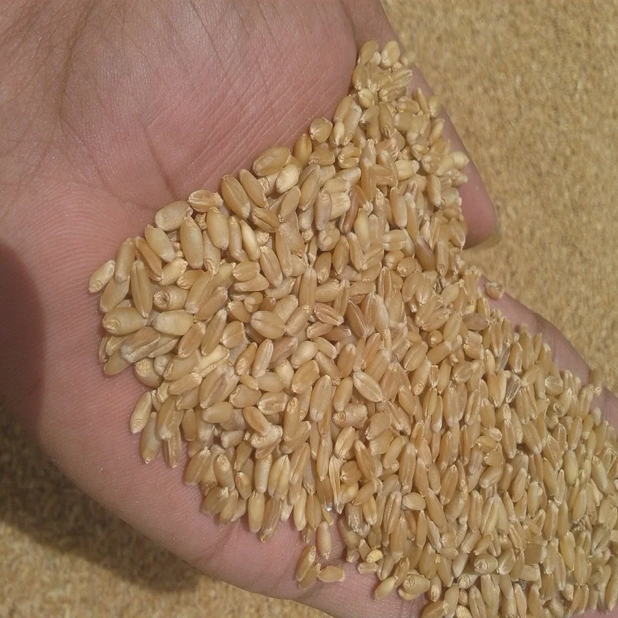 Wholesale Cheap Price Wheat Grain With Customized Packing / 100% High Quality Natural Wheat