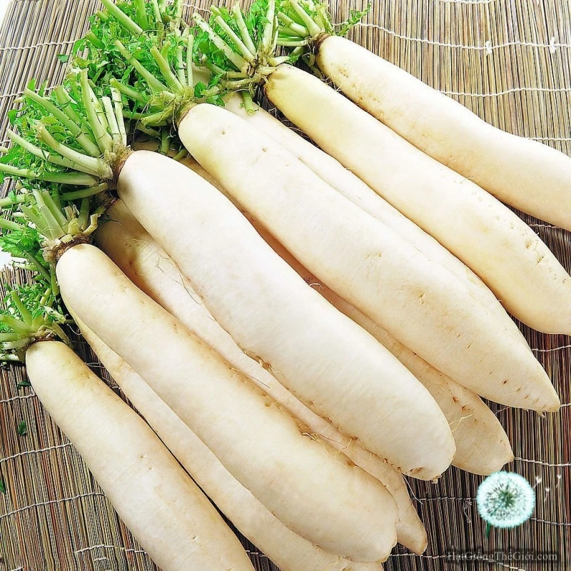 2023 New Crop Fresh White Radish Hot Sale White Radish Factory Low Price White Radish From Vietnam