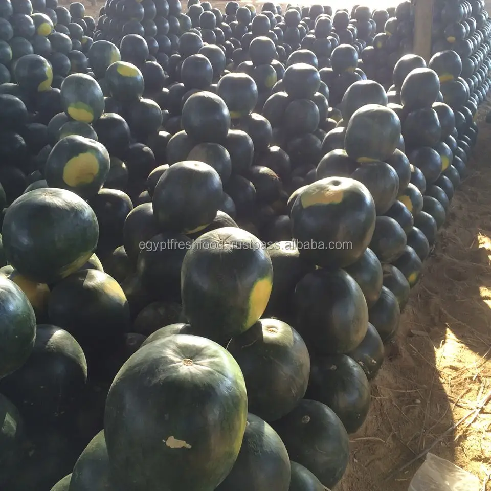 Fresh red/yellow/seedless watermelons for sale , ready to export from egypt , watermelon fruit