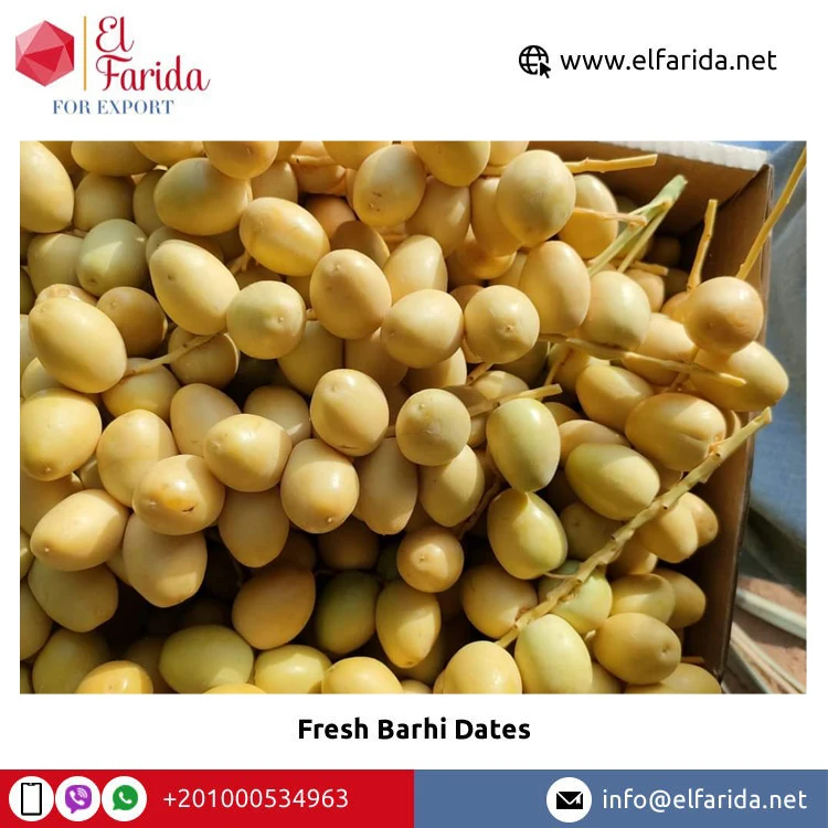 Premium Quality Wholesale 100% Natural Delicious Taste Fresh Fruit Barhi Dates | Egypt Barhi Dates Supplier