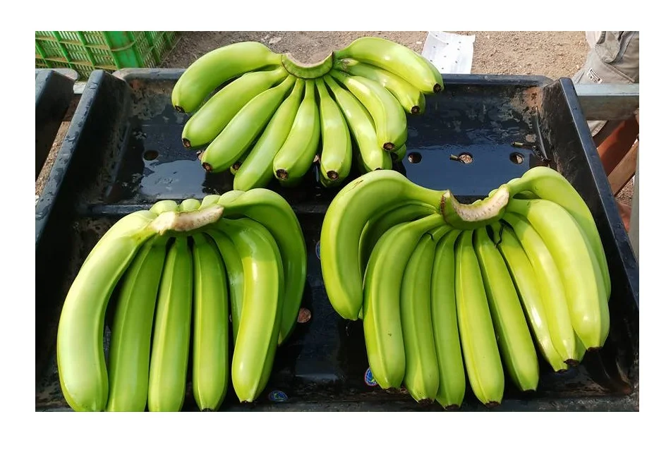 Hot Sale Fresh Bananas Green Cavendish Banana / Tropical Plantains Fresh Green Bananas Cavendish Fresh Fruit From Vietnam