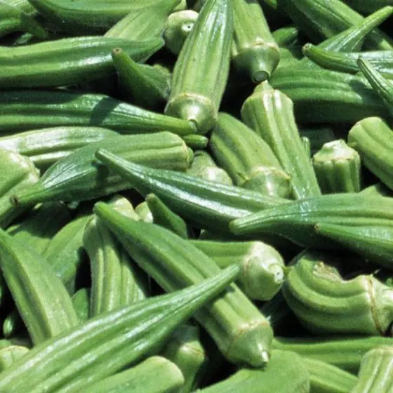 New Crop Fresh Frozen Okra