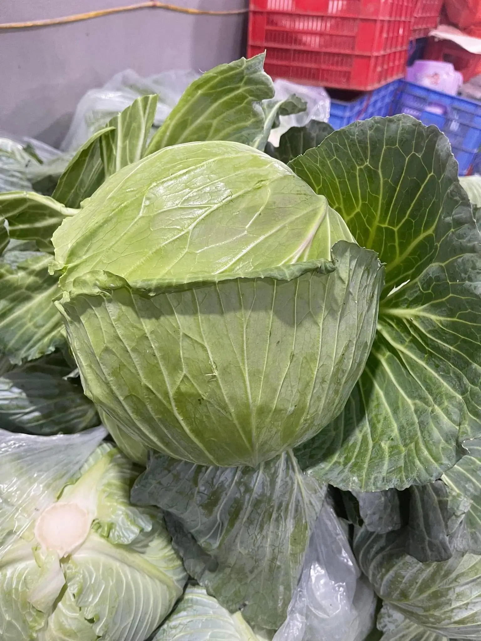 Natural Fresh Green Cabbage From Vietnam Organic