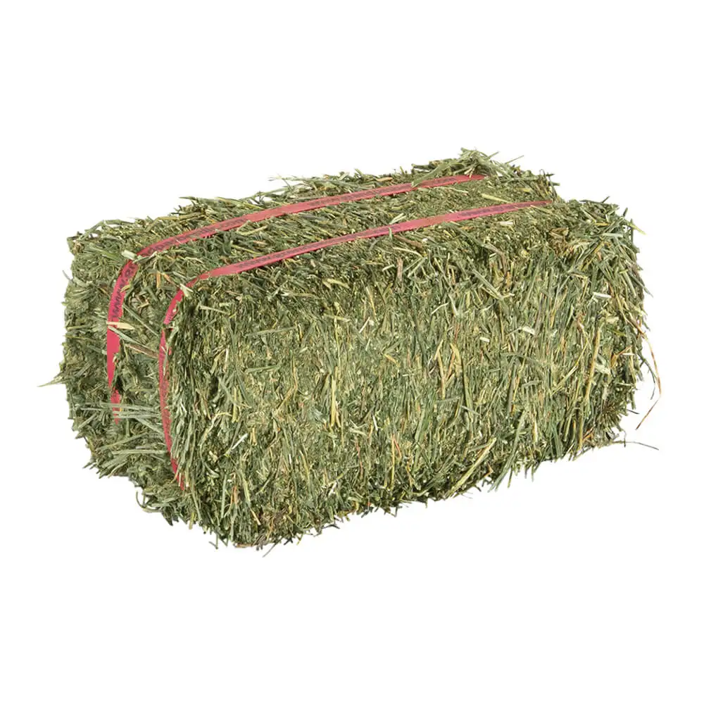 Alfafa Hay Animal Feeding Stuff Alfalfa, hay/alfalfa hay pellets Timothy Hay/ Alfafa in Bales Best Super Top Quality
