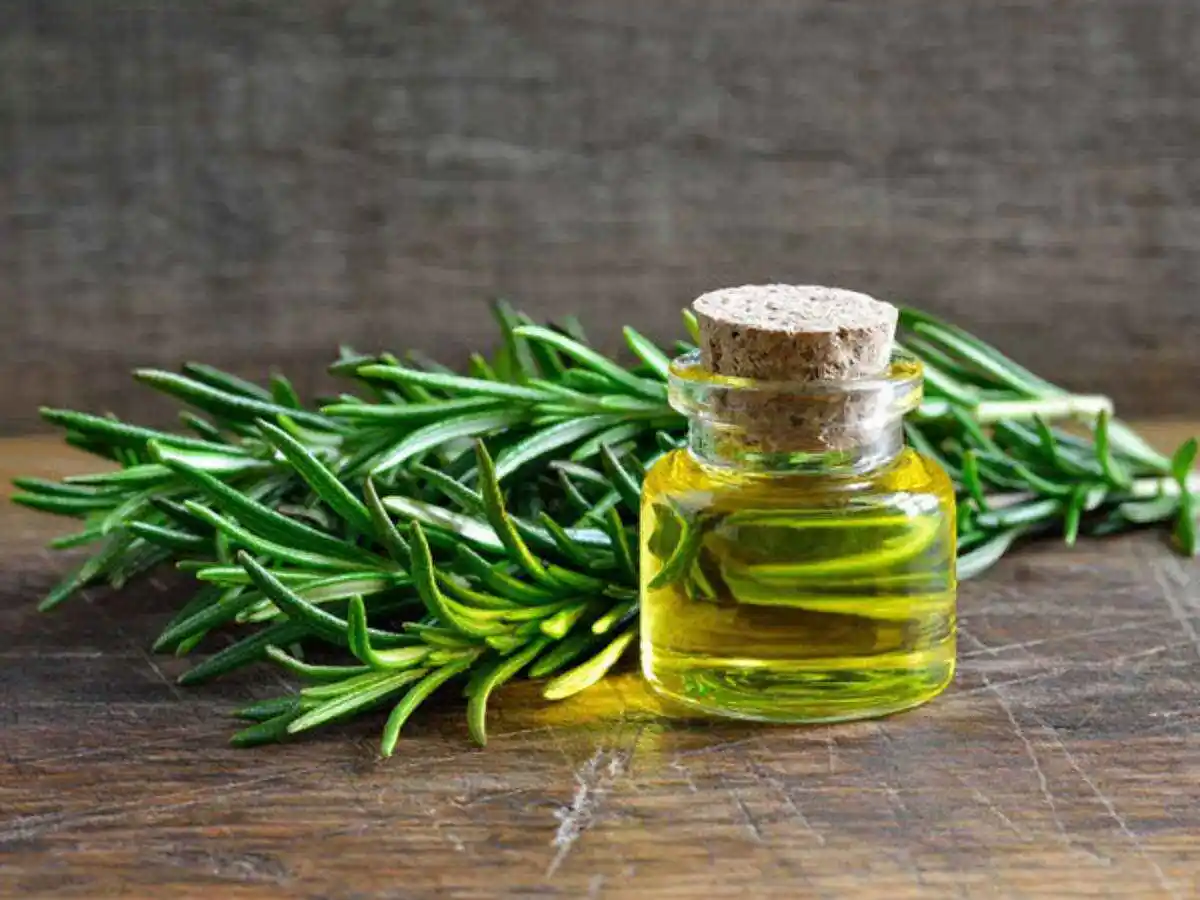 Manufacturer 10ML / 1 LITER Wholesale Bulk Price 100% Pure Natural Organic Rosemary Essential Oil for Pharmaceutical Products