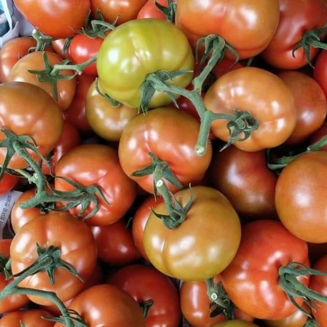 Fresh tomatoes organic Vietnam trading manufacturer Lam Dong land high quality vitamin export standard Vegetable